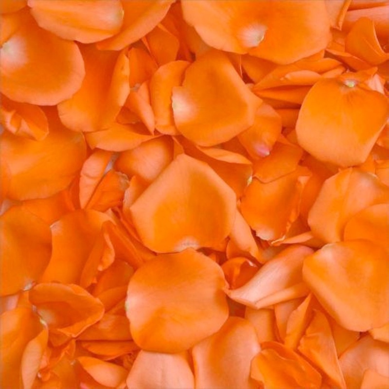 200 Orange Rose Petals | Real Fresh | Boo Bear Factory ( Small Bear Ad-Ons )