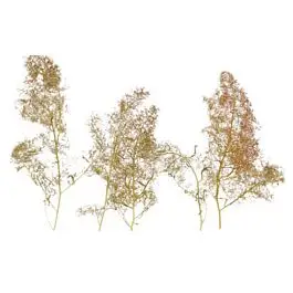 SuperTree(TM) Super Value Pack -- 200 to 250 Trees - 5 to 8"12.7 to 20.3cm