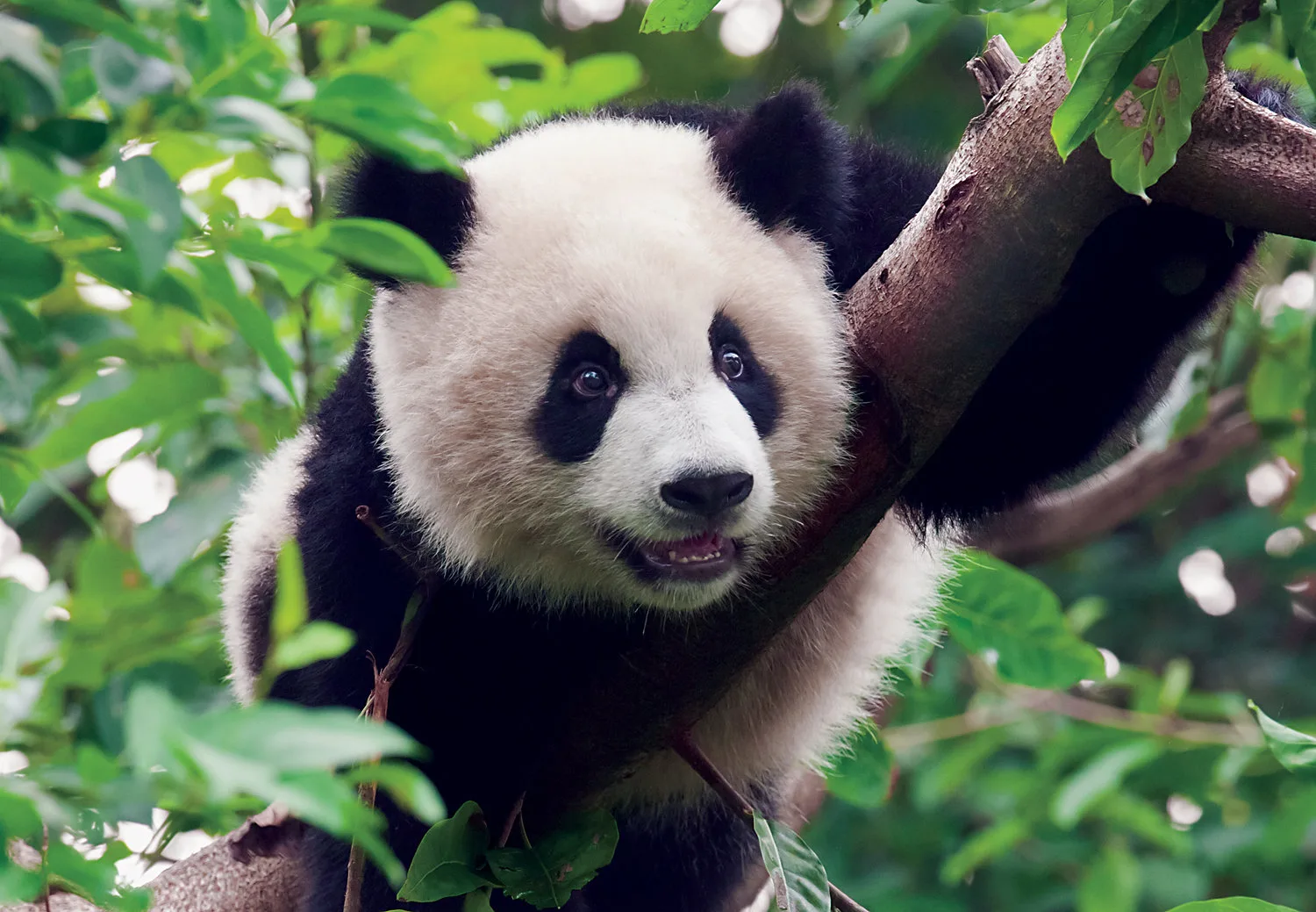 Young Giant Panda Bear - 300pc Jigsaw Puzzle by Tomax Puzzles