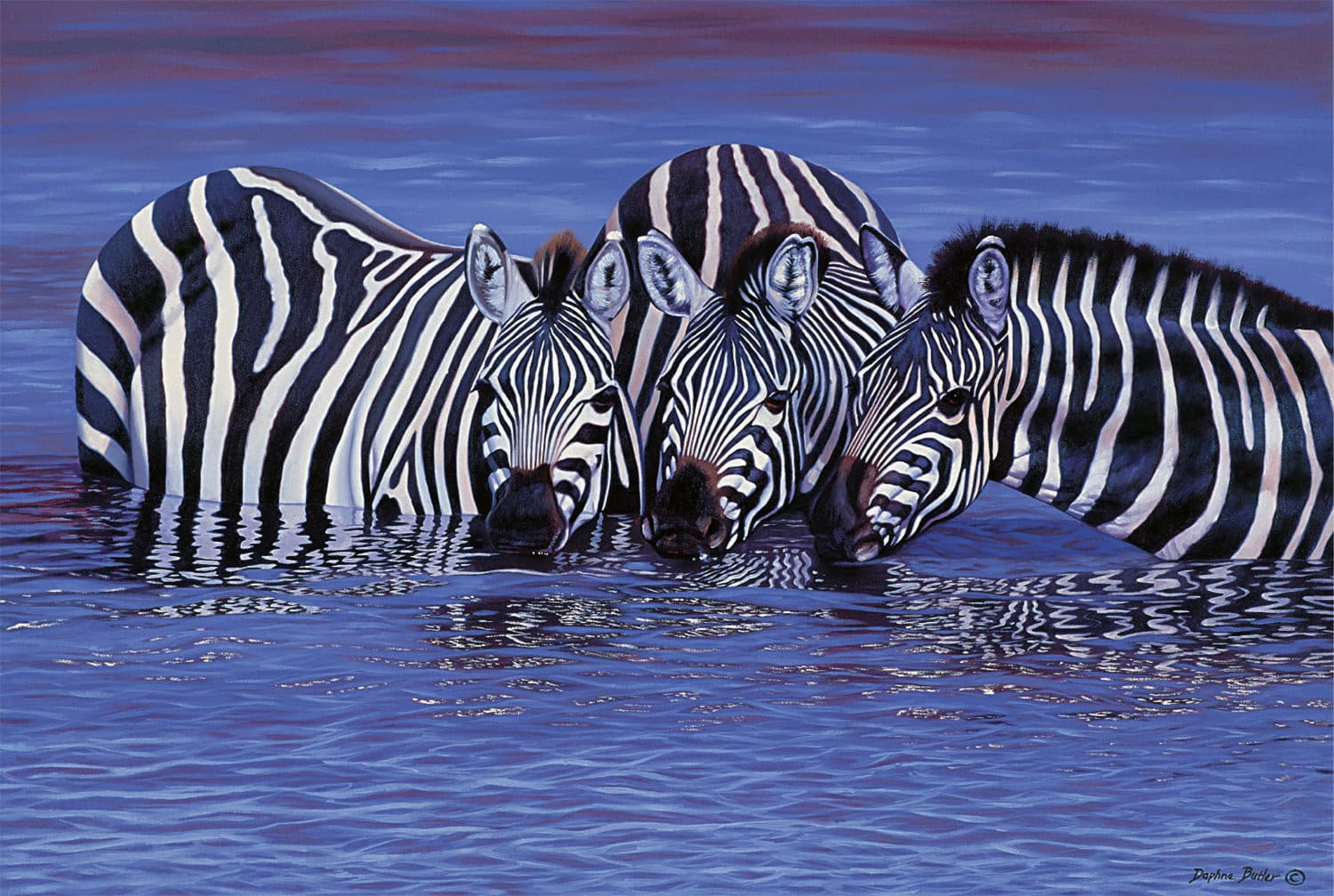 Zebras in The Water - 1000pc Jigsaw Puzzle by Tomax Puzzles